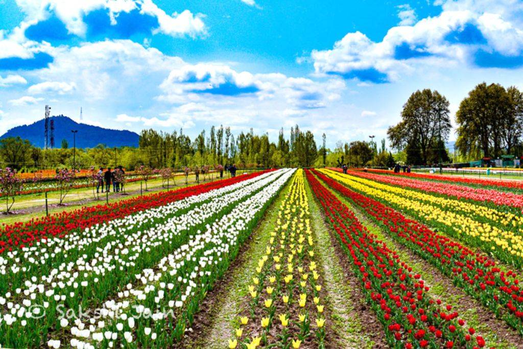 tulip-garden-srinagar-kashmir